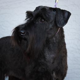 Jazz - Miniature Schnauzer