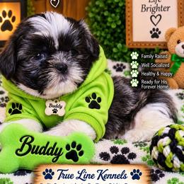 Buddy - Blue and white male Shih Tzu puppy in Cordova, Tennessee from TrueLine kennels