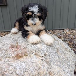Missy F1b mini - Tri-color female Bernedoodle puppy in Beach City, Ohio from Blue Cloud Doodles