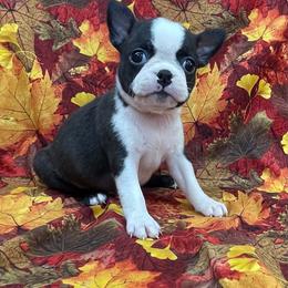 Taffy - Black brindle and white female Boston Terrier puppy in Fillmore, Illinois from Wind Hill Puppies