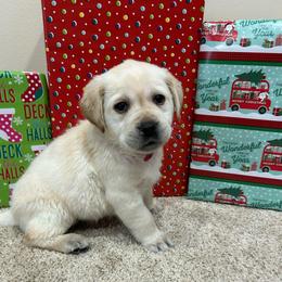Pink - Yellow female Labrador Retriever puppy in Iowa City, Iowa from Country Road Acres