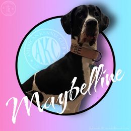 Maybe - Great Dane