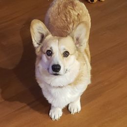 Mia - Pembroke Welsh Corgi