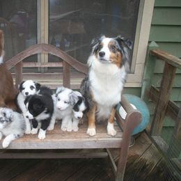 Australian Shepherd Puppies from Mercury Australian Shepherds