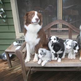 Australian Shepherd Puppies from Mercury Australian Shepherds