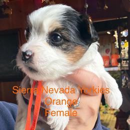 Orange - Parti female Yorkshire Terrier puppy in South Lake Tahoe, California from Sierra Nevada Yorkies