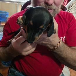 Daisy - Black and tan female Dachshund puppy in Cameron, Texas from Kelli's Dachshunds