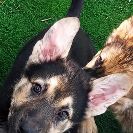 Mayhem - Black and tan male German Shepherd puppy in Yuba City, California from Barton’s German Shepherds