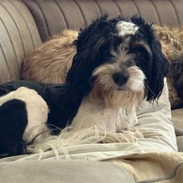 Blue - Cavapoo