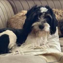 Blue - Cavapoo