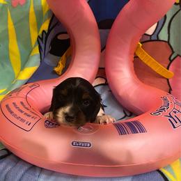 OREO - Piebald male Dachshund puppy in Elizabethtown, Kentucky from Teeny Tiny Puppy Tails