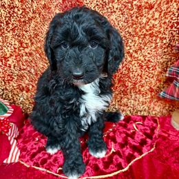 Heidi - Black and white female Aussiedoodle puppy in Marshall, Arkansas from Buffalo River Puppies