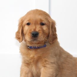 Australian Shepherd and Golden Retriever Puppies from Sterling Valleys Goldens and Aussies