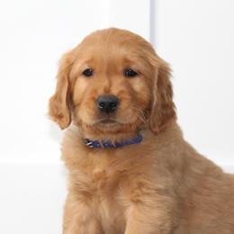 Australian Shepherd and Golden Retriever Puppies from Sterling Valleys Goldens and Aussies