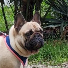 Boston Terriers, Boxers, and French Bulldogs from Azaleas Euro Boxers & Boston Terriers