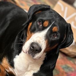 Rita - Greater Swiss Mountain Dog