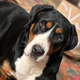 Rita - Greater Swiss Mountain Dog