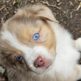 Australian Shepherd and Miniature Australian Shepherd Puppies from Mountain Movers Ranch
