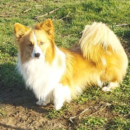 Firecracker - Pembroke Welsh Corgi