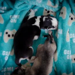 Siberian Husky Puppies from Ivie Huskies