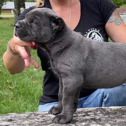 Cane Corso Puppies from Altiere Cane Corso