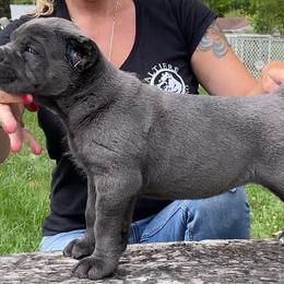 Cane Corso Puppies from Altiere Cane Corso