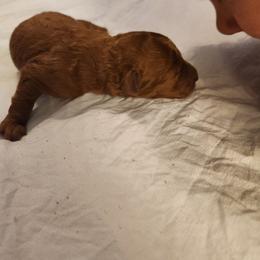TOD - Red  male Poodle puppy in San Tan Valley, Arizona from Desert Storm Poodles
