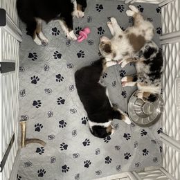 Australian Shepherd Puppies from Happily Ever Australian Shepherds