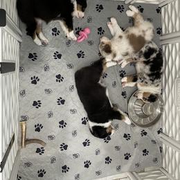 Australian Shepherd Puppies from Happily Ever Australian Shepherds