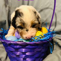 Tweet - Blue merle female Australian Shepherd puppy in Muncie, Indiana from Gemfire Australian Shepherds