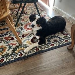 Bernedoodle Puppies from NLB Mini Bernedoodles