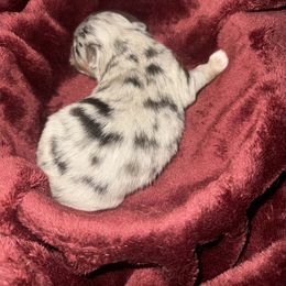 Rocky - Blue merle male Toy Australian Shepherd puppy in Weatherford, Texas from F & T Aussies