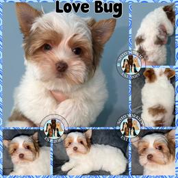 Love Bug - Chocolate, tan and white male Yorkshire Terrier puppy in London, Kentucky from Soto Yorkies