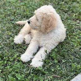 Goldendoodles from Bell Buckle Kennel Goldendoodles