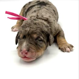 Skye - Blue merle female Bernedoodle puppy in Pulaski, Tennessee from Doodle My Heart