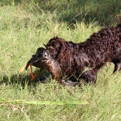 Delta Dawn - Boykin Spaniel