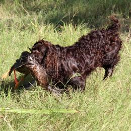 Delta Dawn - Boykin Spaniel
