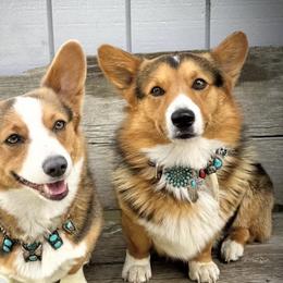 Pembroke Welsh Corgis from Lindsey Smith