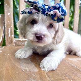 Junie - with training - Buff and white female Cockapoo puppy in Boonville, North Carolina from Doods & Dolls
