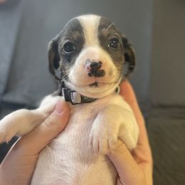 Girl 2 - Dachshund puppy in Chico, California from Hursh’s Hounds