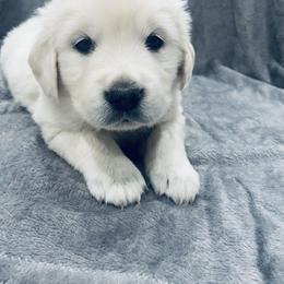 Golden Retriever Puppies from Valiant Goldens