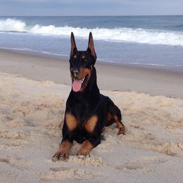 Doberman Pinschers from Adara Dobermans