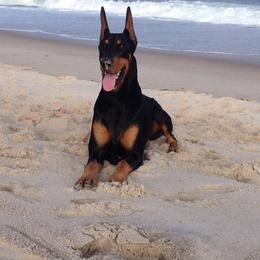 Doberman Pinschers from Adara Dobermans