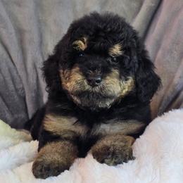 Goblin - Phantom female Bernedoodle puppy in Cleveland, Georgia from Jam's Doodles And Poodles