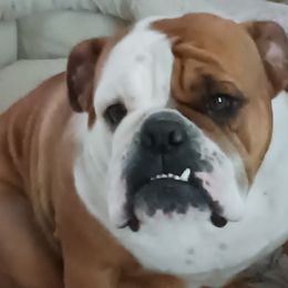 Sammy - Bulldog