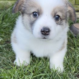 Pembroke Welsh Corgi Puppies from Grit Phillips