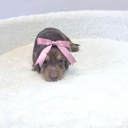 Kelly Kapowski - Chocolate and cream female Dachshund puppy in Perris, California from The Dach House