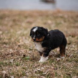 Miniature American Shepherd and Miniature Australian Shepherd Puppies from Rocking 4C