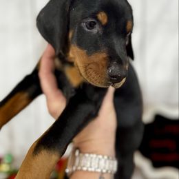Havana - Black and rust female Doberman Pinscher puppy in Aredale, Iowa from Royal Dynasty Dobermann Kennel