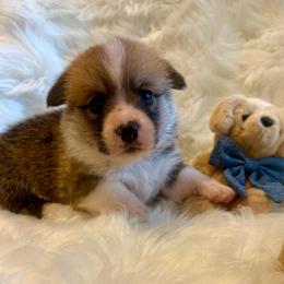 Gino (Blue Collar) - Red male Pembroke Welsh Corgi puppy in North Charleston, South Carolina from Corgivilla